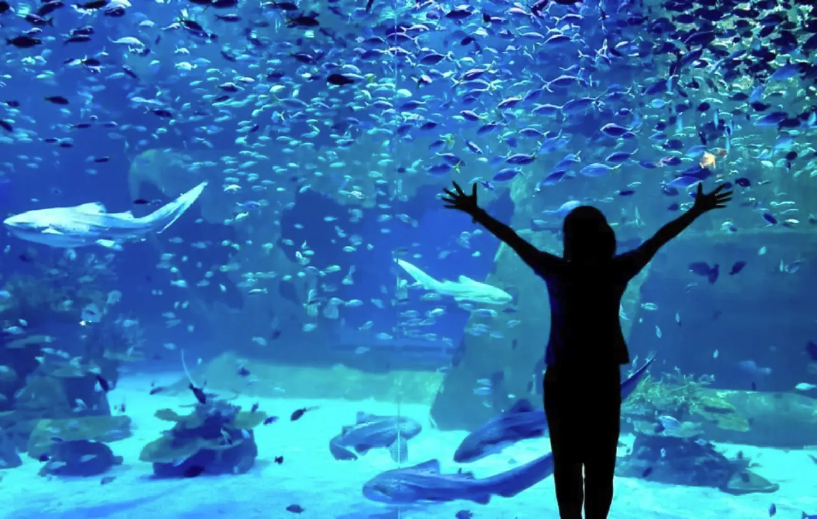 Aquaria Phuket อควาเรีย ภูเก็ต พิพิธภัณฑ์สัตว์น้ำใหญ่ที่สุดในไทย ใจกลางภูเก็ต เหมาะสำหรับเด็ก และครอบครัว