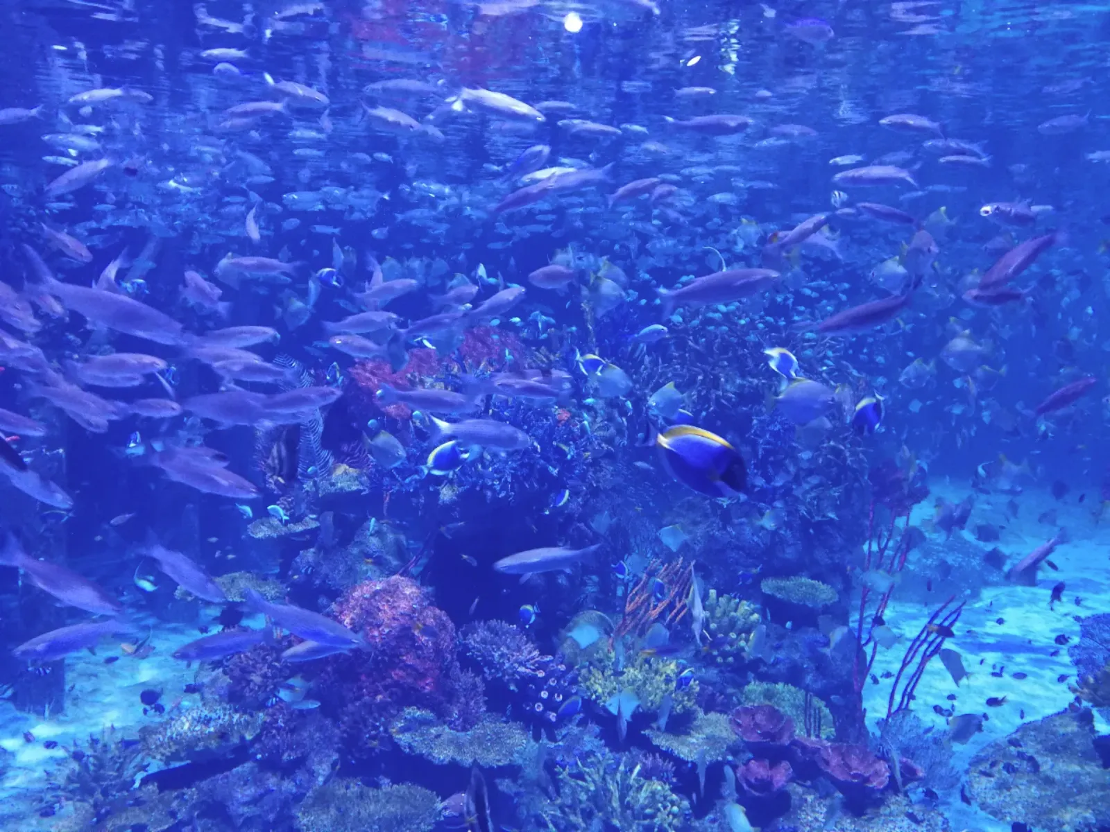 Aquaria Phuket อควาเรีย ภูเก็ต พิพิธภัณฑ์สัตว์น้ำใหญ่ที่สุดในไทย ใจกลางภูเก็ต เหมาะสำหรับเด็ก และครอบครัว